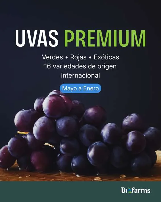 Pieza de contenido para redes sociales creada por Bold & Co.