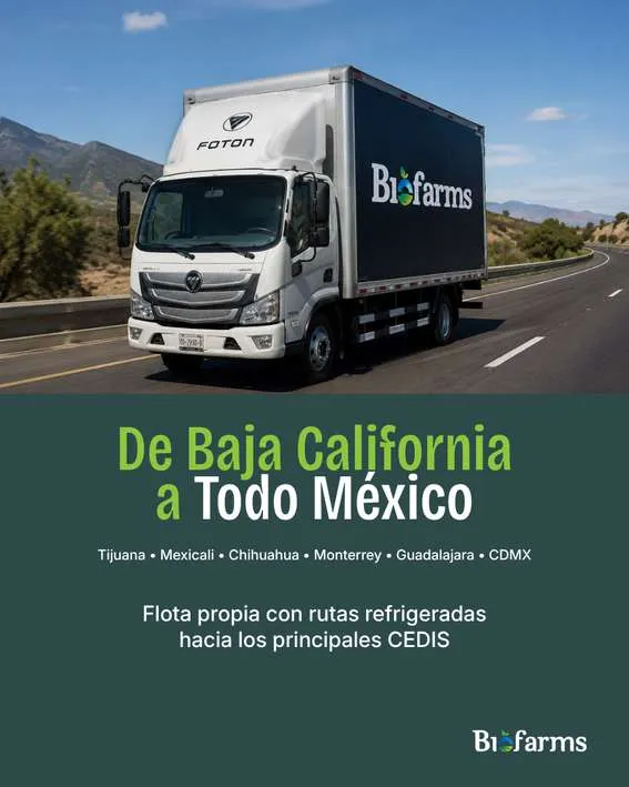 Pieza de contenido para redes sociales creada por Bold & Co.